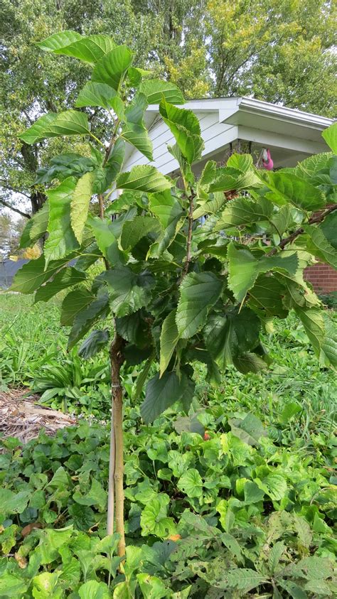 gerardi dwarf mulberry tree for sale.